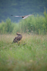 A white-tailed eagle sitting on a stump and a harrier attacking it