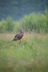 A white-tailed eagle on a stump in a summer meadow