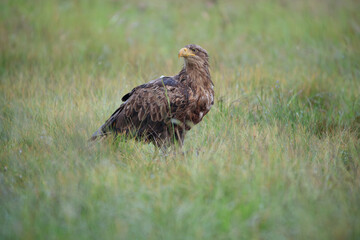 A large bird of prey in a summer meadow