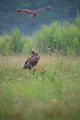 A white-tailed eagle on a stump in a summer meadow looks intently at a harrier attacking it