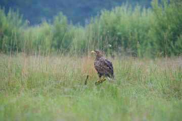 A landscape with a white-tailed eagle against the background of withered grass and green bushes