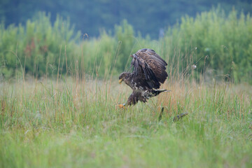 A white-tailed eagle attacking something in the tall grass
