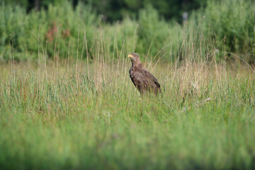 White-tailed eagle against the background of dried grass