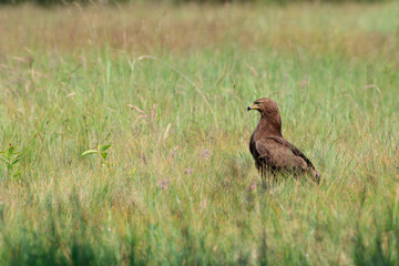 A large bird of prey in a meadow among diverse vegetation