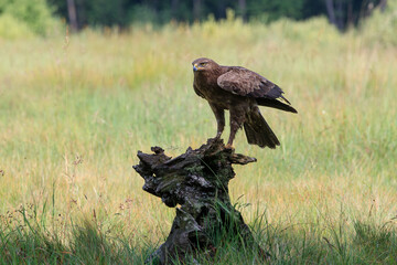 A large bird of prey on a stump in a summer meadow