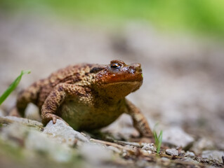 Erdkröte (Bufo Bufo)