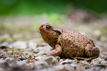Erdkröte (Bufo Bufo)