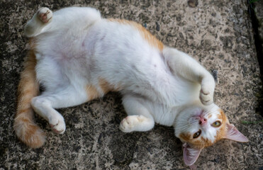Fototapeta premium ginger cat playfully moving its body on the ground