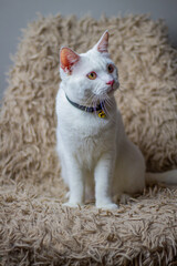 Close-up of beautiful cat. The cat is looking at the camera with various expressions.