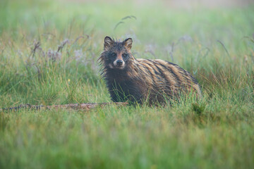 Raccoon dog looking carefully in the meadow