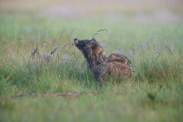 Raccoon dog sniffing in the meadow