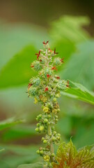 Close-up of Ricinus communis fruit