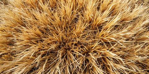Fototapeta premium Top View of Macro Dry Grass