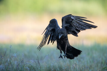 A raven landing on a meadow