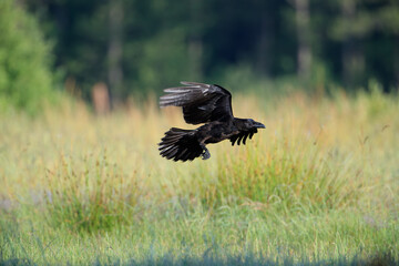 A raven flying over a summer meadow against the background of the forest