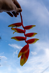 hand holding a flower