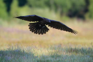A raven flying over a meadow