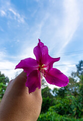flower in hand in the sky background
