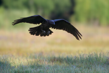 Raven flying over the grass