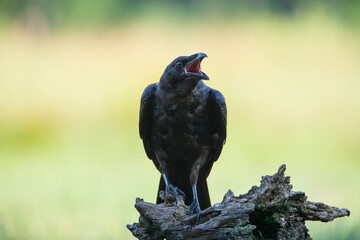 A raven with a wide open beak against the background of greenery