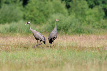 Adult and young crane in a summer meadow