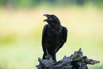 A cawing raven sitting on a tree stump