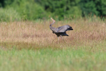 A young crane learns the chanting