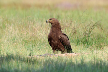 A large brown bird of prey in a summer meadow