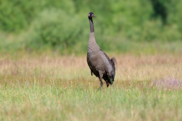 The crane watches carefully