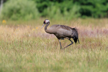 Naklejka premium A crane feeding in a summer meadow