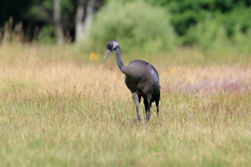 A crane looking for something in the grass