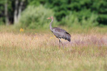 Silhouette of a young crane in a meadow against the background of the forest