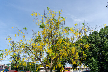 yellow flowering trees at countryside