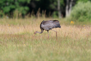 A young crane looking for prey in the grass