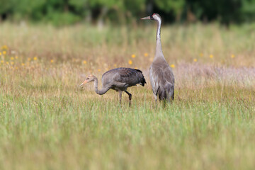 A young crane catches insects in a meadow under the watchful eye of an adult