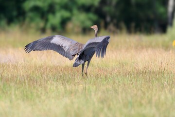 A young crane shows off its wings
