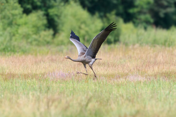 A young crane takes flight