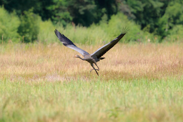 A young crane running with spread wings on a summer meadow