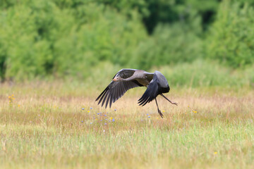 A young crane takes flight