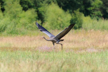 A young crane with spread wings runs across the meadow to fly