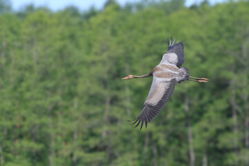 Silhouette of a flying young crane against the background of the forest