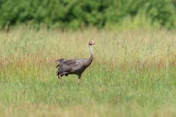 A young crane walking in a summer meadow against the background of green bushes