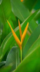 Close-up of Heliconia angusta flowers blooming in the garden