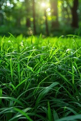 Closeup of green grass under bright sunlight, perfect banner background, natural and refreshing