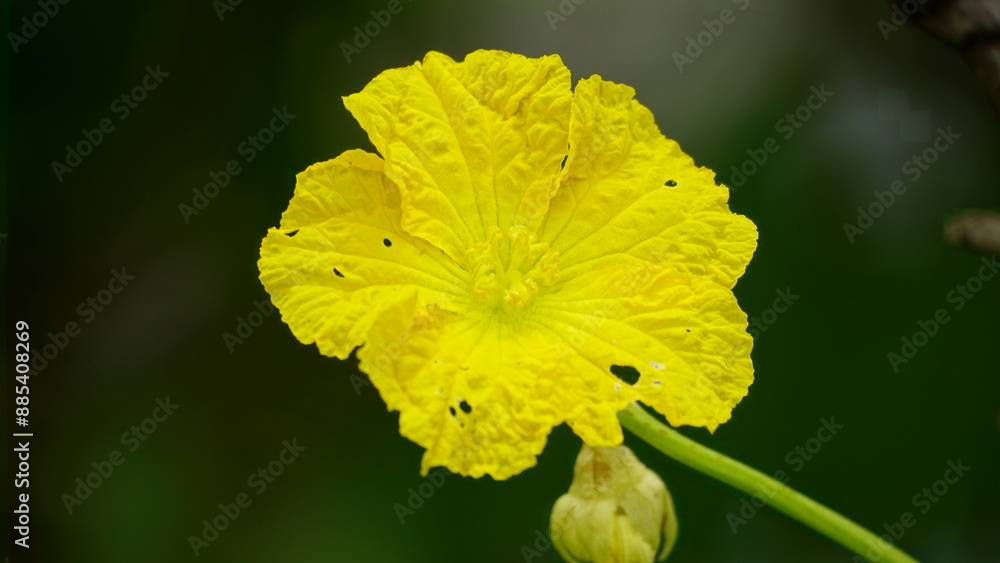 Wall mural close-up of yellow luffa cylindrica flowers blooming