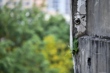 the walls and forests of the city