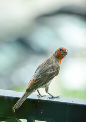 House Finch sitting on a balcony railing