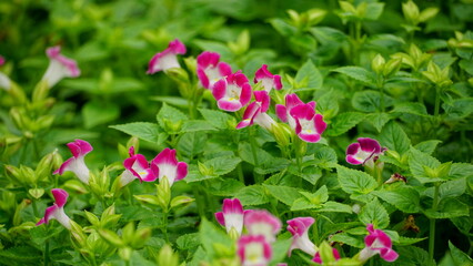 Close-up of the blooming Alternanthera dentata flower