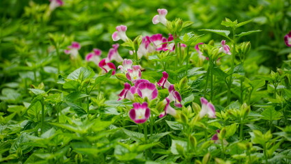 Close-up of the blooming Alternanthera dentata flower