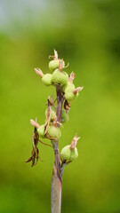 Close-up of wild Canna edulis red flowers blooming